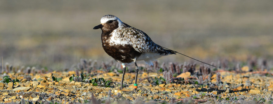 Banded Black-bellied Plover with PTT