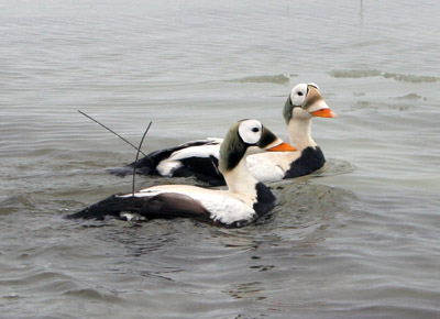 Spectacled Eiders with Implantable PTTs
