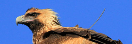 Wedge-tailed Eagle with Solar Argos/GPS PTT