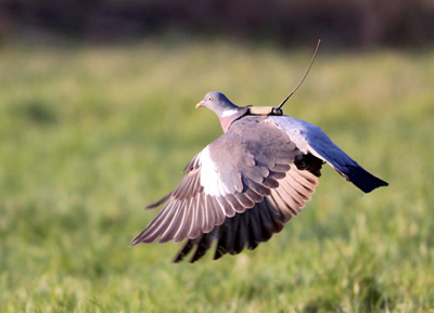 Common Wood Pigeon with Solar PTT