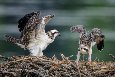 Pebbles and parent in nest