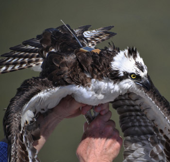 Osprey with GPS/GSM 20-70 Transmitter