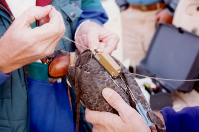 Paul Howey tags a bird with a battery-powered 30g PTT