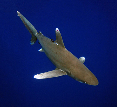 Oceanic whitetip shark with X-Tag