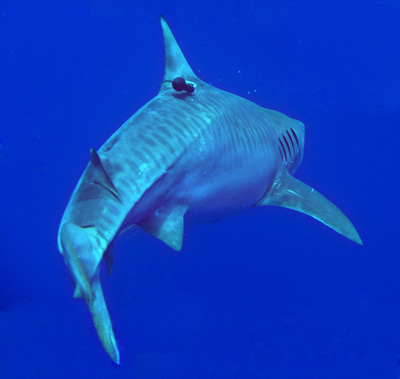 Tiger shark with PSAT PTT-100