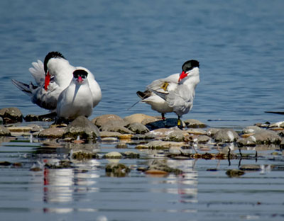 Caspian Tern with Solar PTT