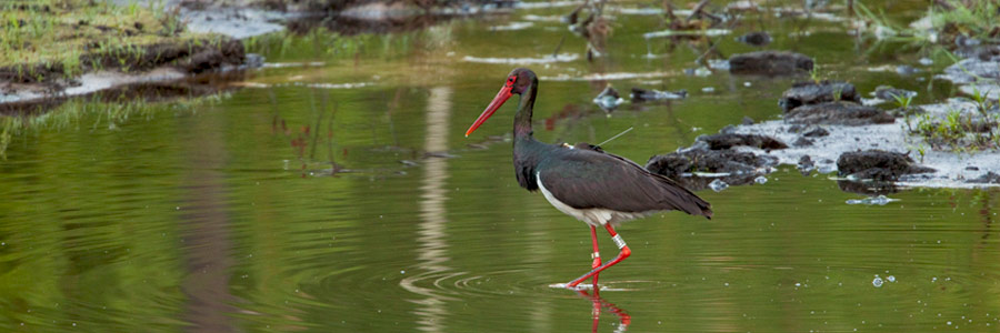 Black Stork with Solar Argos/GPS PTT