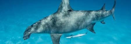 Great hammerhead shark with X-Tag